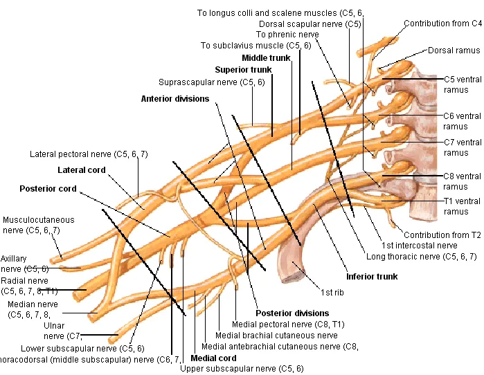 Anterior shoulder dislocation & axillary nerve