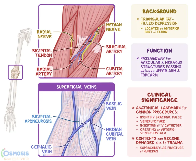 Cubital Fossa Anatomy and Clinical Significance