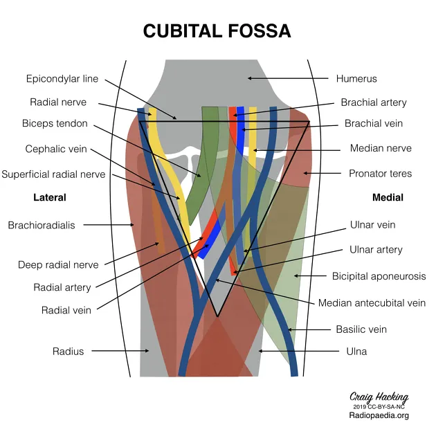 Cubital Fossa Anatomy