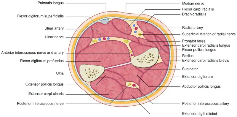 Forearm cross-section: muscles, nerves, and vessels