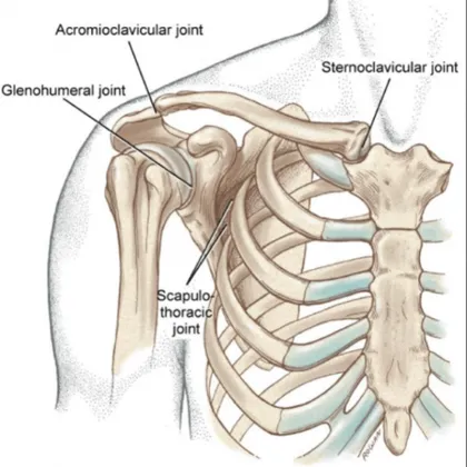 Joints of the Shoulder and Pectoral Girdle