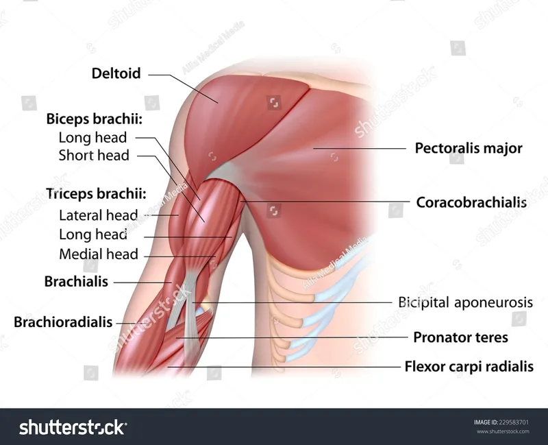 Anterior and posterior arm muscles diagram