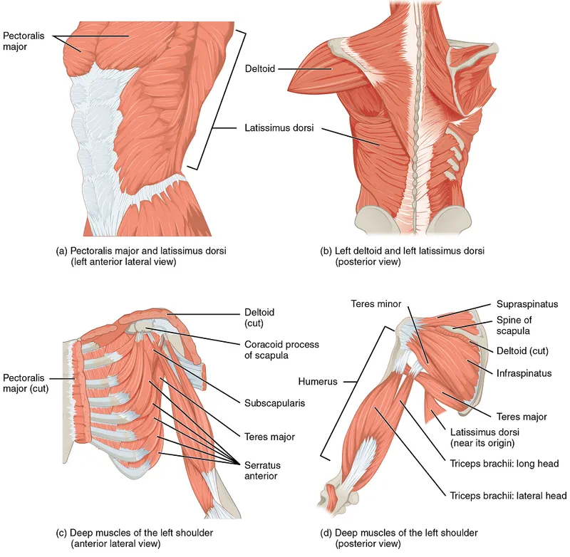 Pectoral Region and Shoulder Muscles