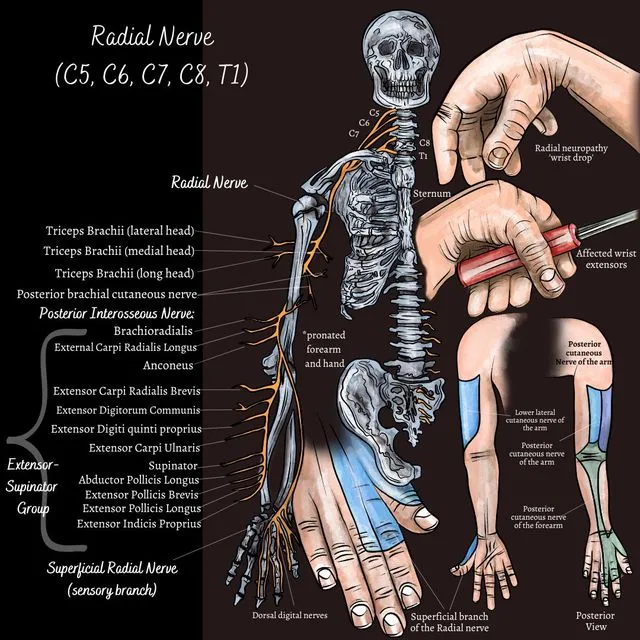 Radial Nerve Anatomy and Injury