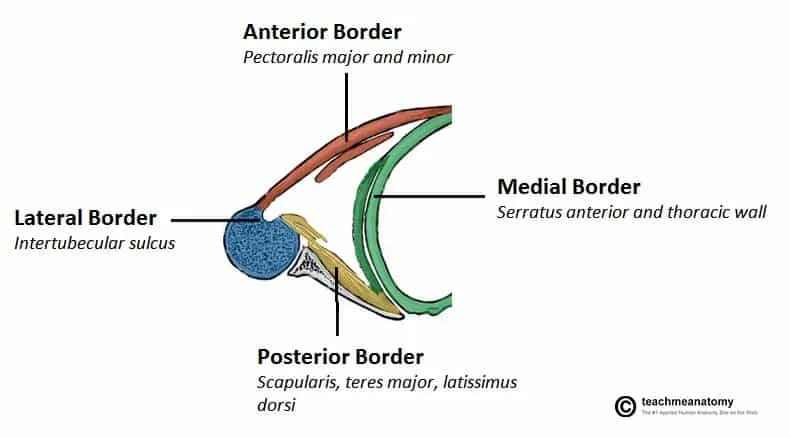 Axilla borders diagram