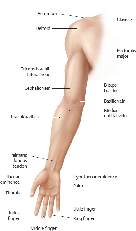 Surface Anatomy of the Upper Limb