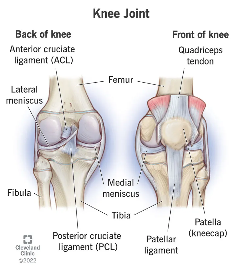 Knee Joint Anatomy: Ligaments, Menisci, and Bones
