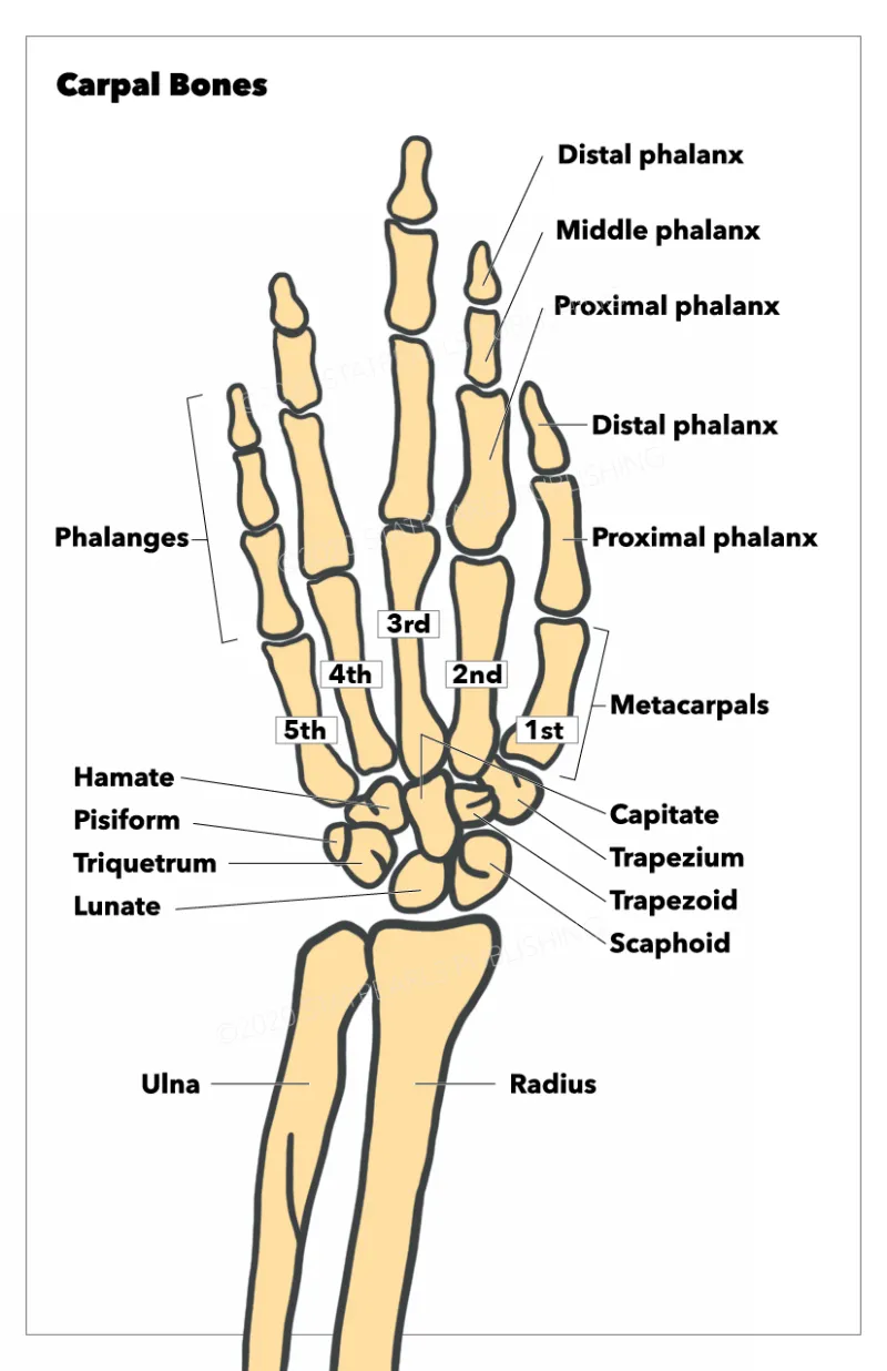 Bones of the Hand and Wrist