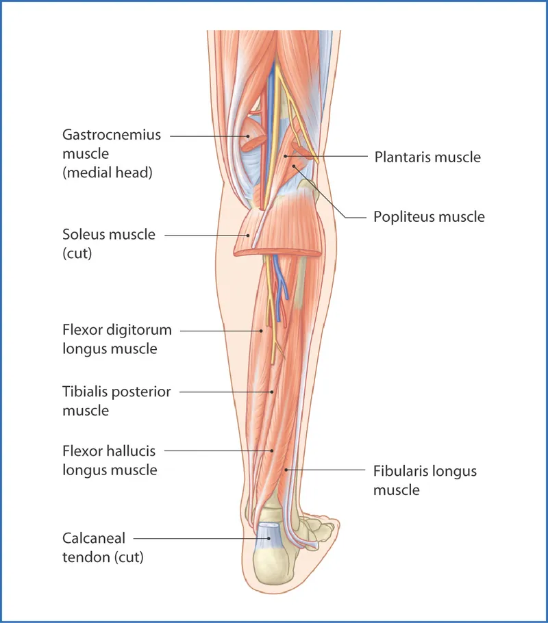 Muscles of the posterior compartment of the leg