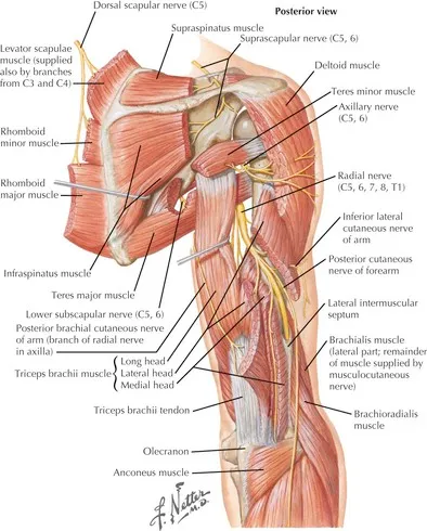 Posterior shoulder and arm muscles with nerve supply