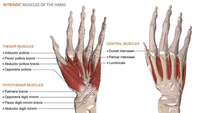 Intrinsic Muscles of the Hand
