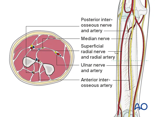 Forearm neurovasculature and cross-section