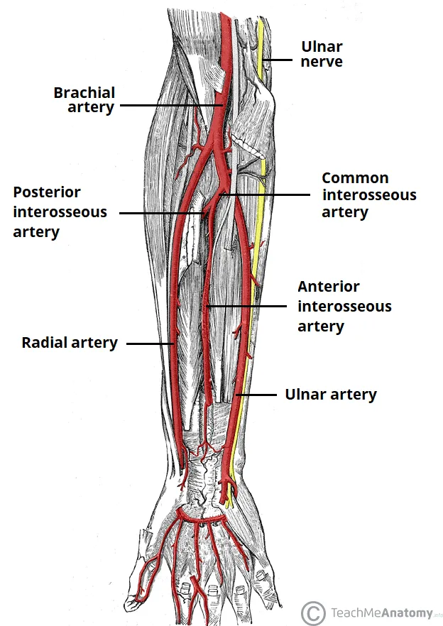Arterial supply and ulnar nerve of the forearm and hand
