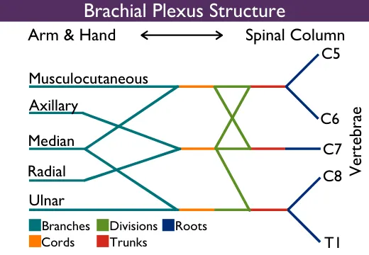 Brachial Plexus Structure