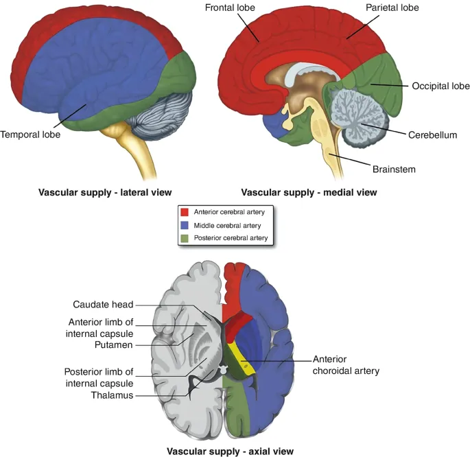 Brain vascular supply: ACA, MCA, PCA territories