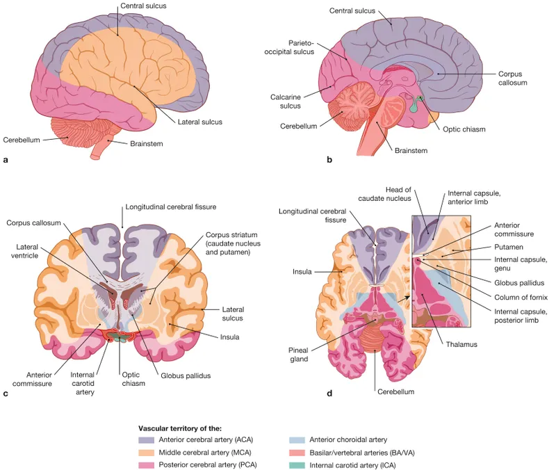 Brain vascular territories: ACA, MCA, PCA