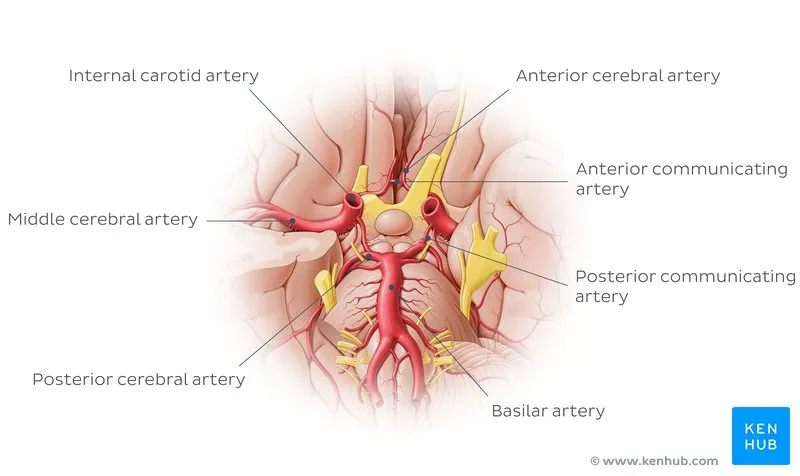 Circle of Willis with key arteries labeled