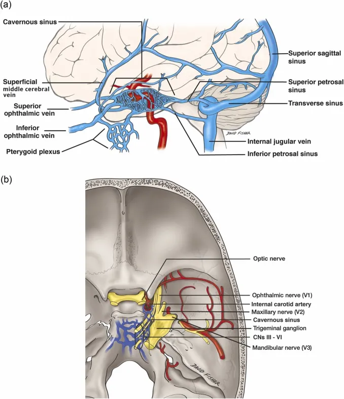 Internal Carotid Artery Anatomy USMLE Lesson Oncourse