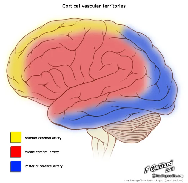 Cortical vascular territories of cerebral arteries