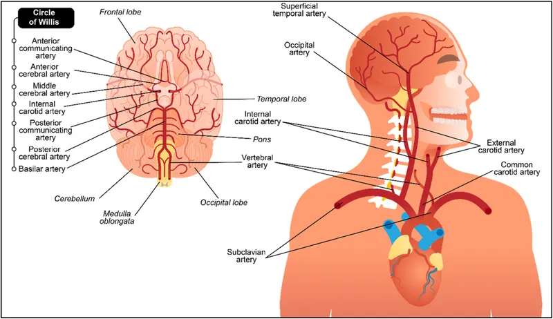 Circle of Willis and major arteries
