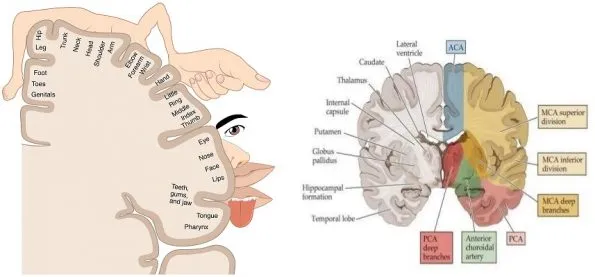 Cortical homunculus and vascular territories of the brain