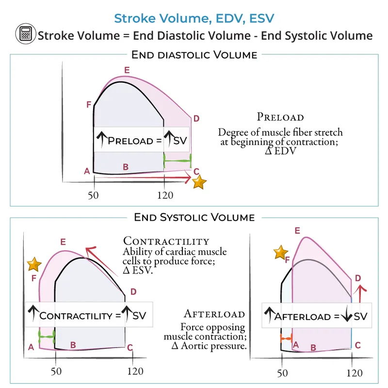 Cardiac Performance: Preload, Contractility, Afterload