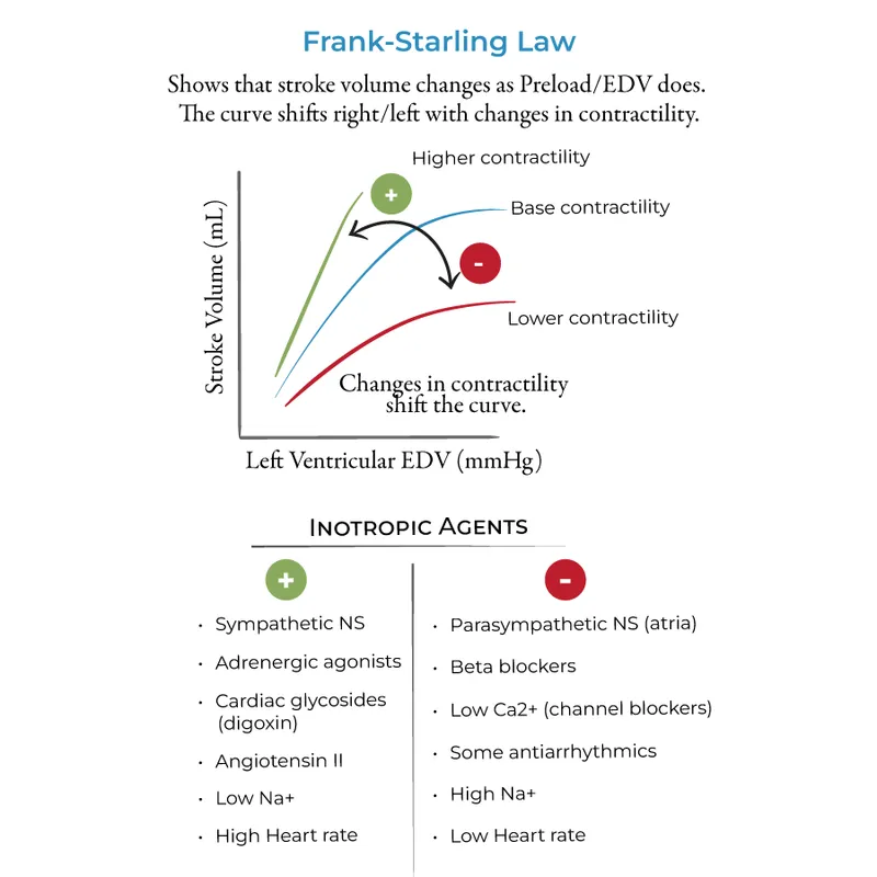 Frank-Starling Law: Preload vs Stroke Volume & Inotropes