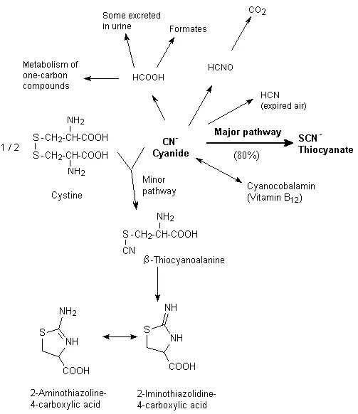 Sodium Nitroprusside Metabolism & Cyanide Detoxification