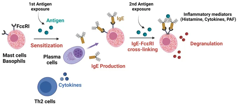 Type I Hypersensitivity Reaction Mechanism