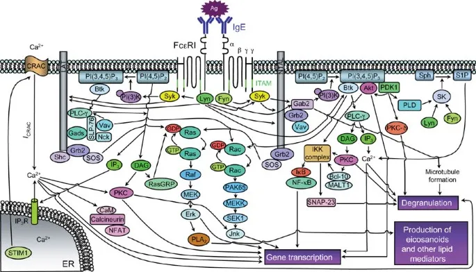 Mast Cell Degranulation Pathway in Anaphylaxis