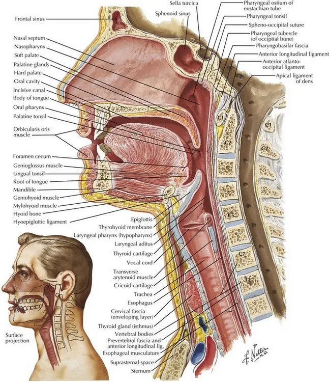 Airway and Esophagus Cross-section
