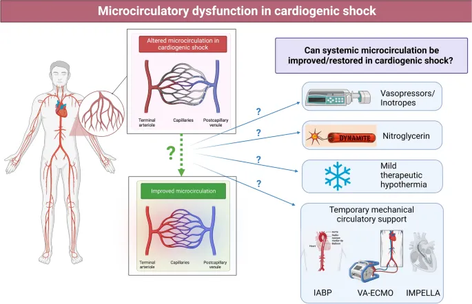 Microcirculatory dysfunction in cardiogenic shock