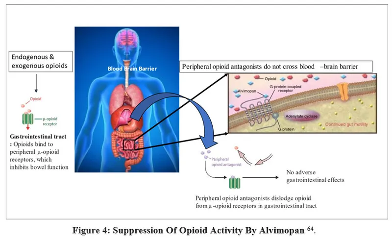 Alvimopan mechanism of action on gut receptors
