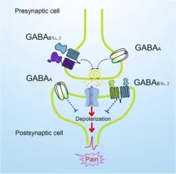 GABA receptor mechanism