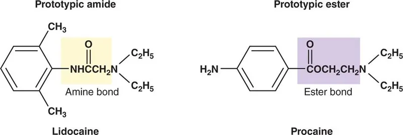 Prototypic amide and ester local anesthetic structures
