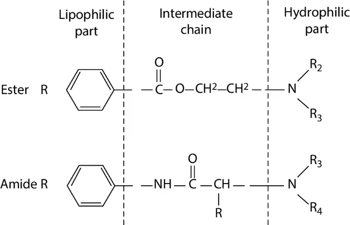 Ester vs Amide Local Anesthetic Structure