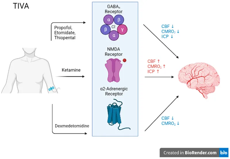 TIVA agents and cerebral physiology