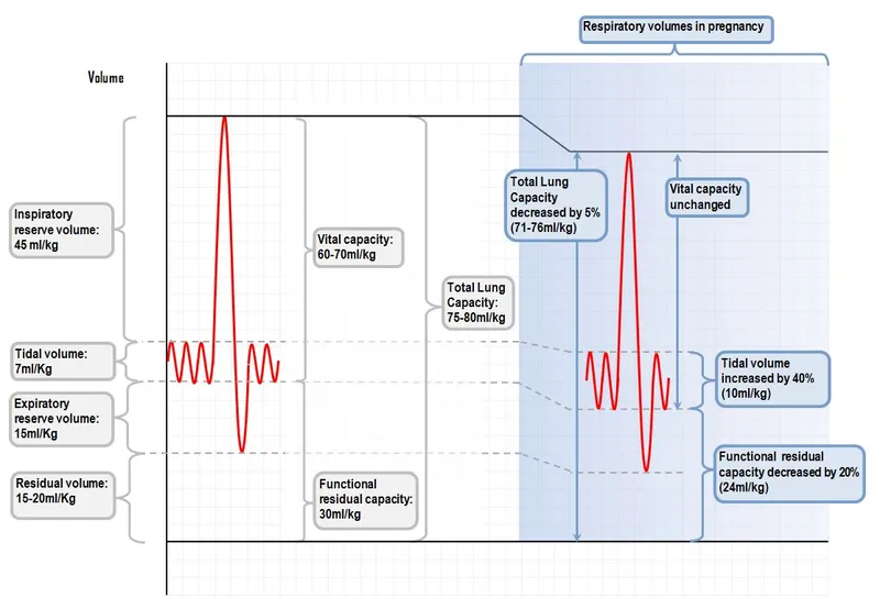 Lung volume changes in pregnancy diagram