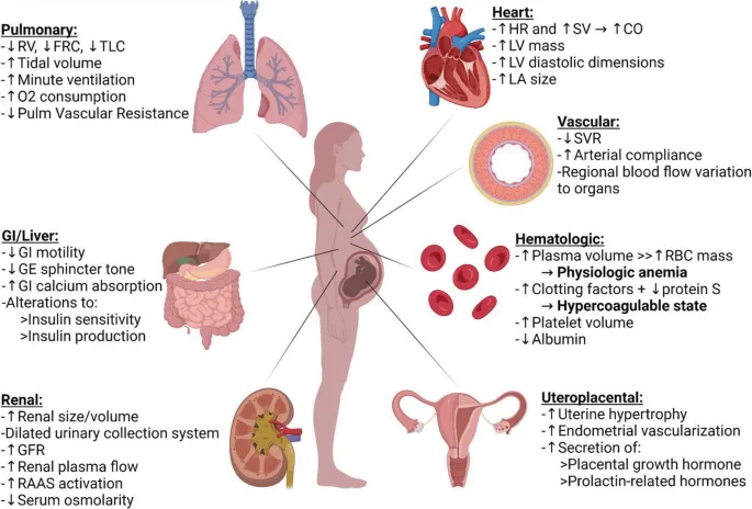 Physiological Changes in Pregnancy