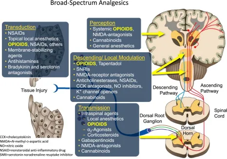Pain pathway and broad-spectrum analgesics