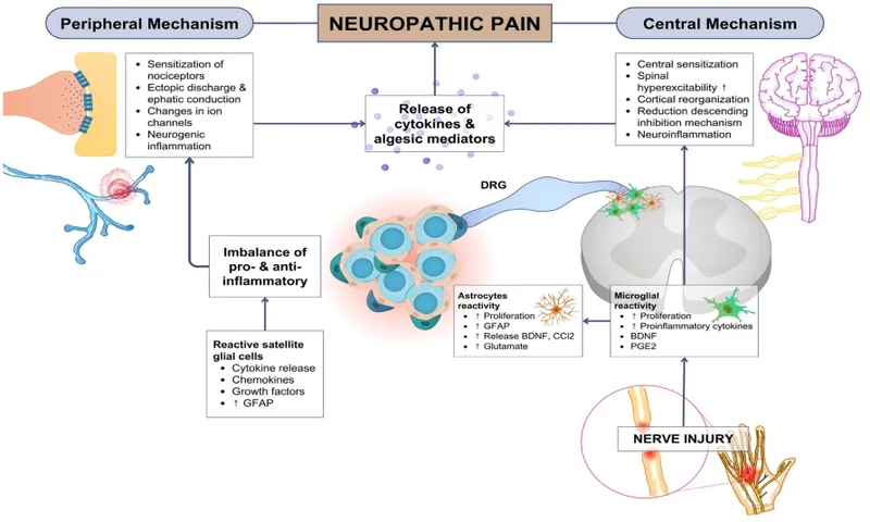 Mechanisms of Neuropathic Pain: Peripheral and Central