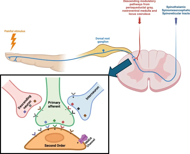 Pain Pathways and Dorsal Horn Modulation