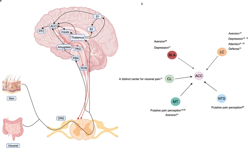 Ascending pain pathways and brain processing centers