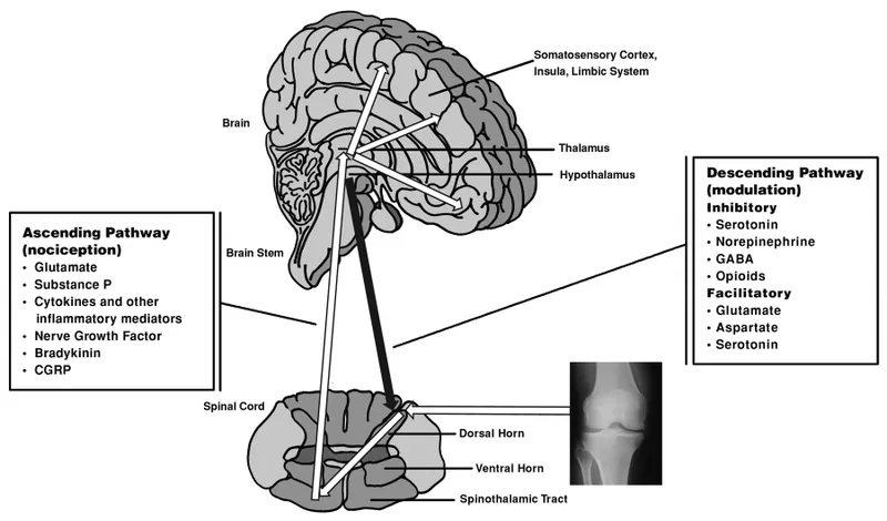 Pain Pathways: Ascending Nociception & Descending Modulation