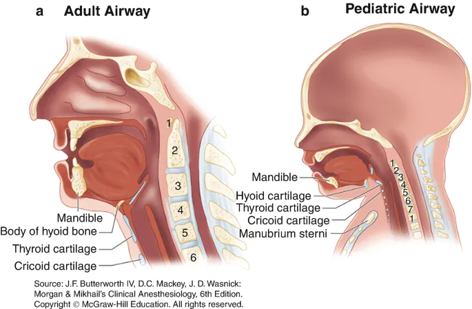 Adult vs Pediatric Airway Anatomy