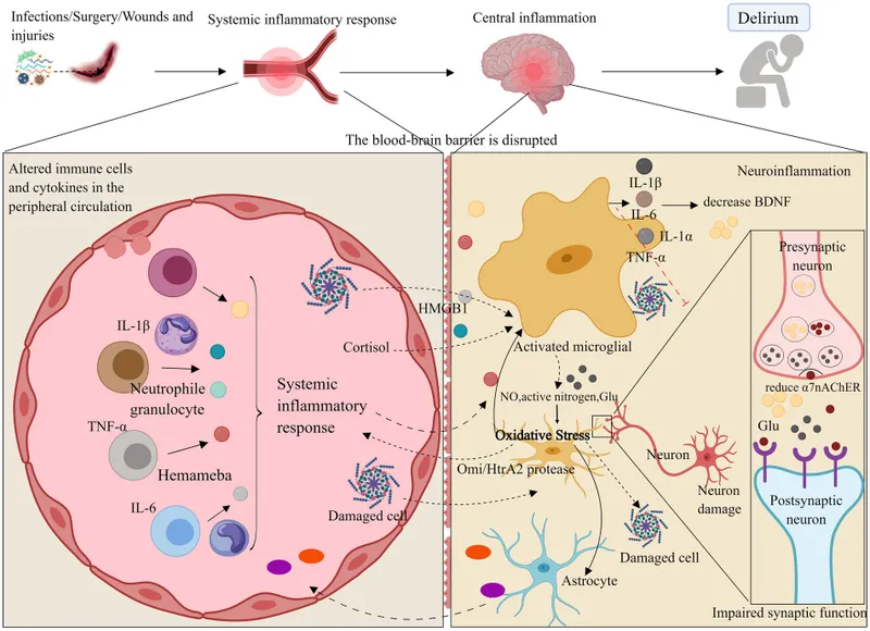 Pathophysiology of Postoperative Delirium