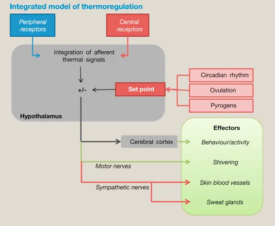 Integrated model of thermoregulation
