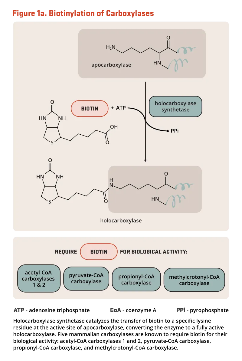 LA Injection Sites & LAST Risk