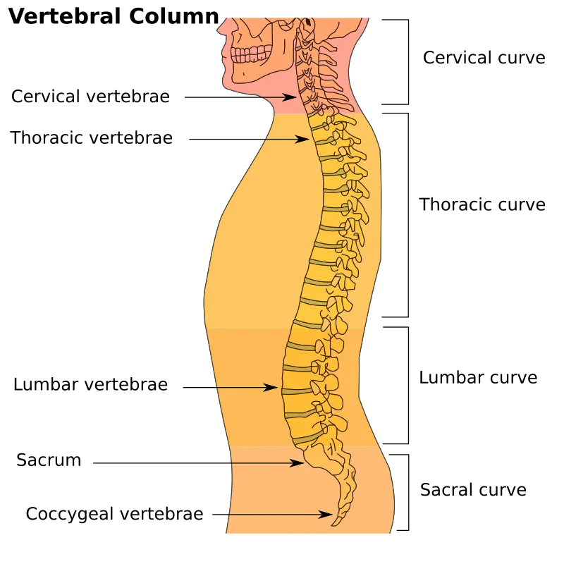 Sagittal view of vertebral column and major spinal ligaments