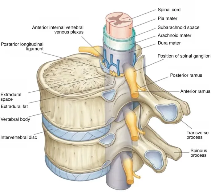 Spinal canal cross-section with meninges and nerves
